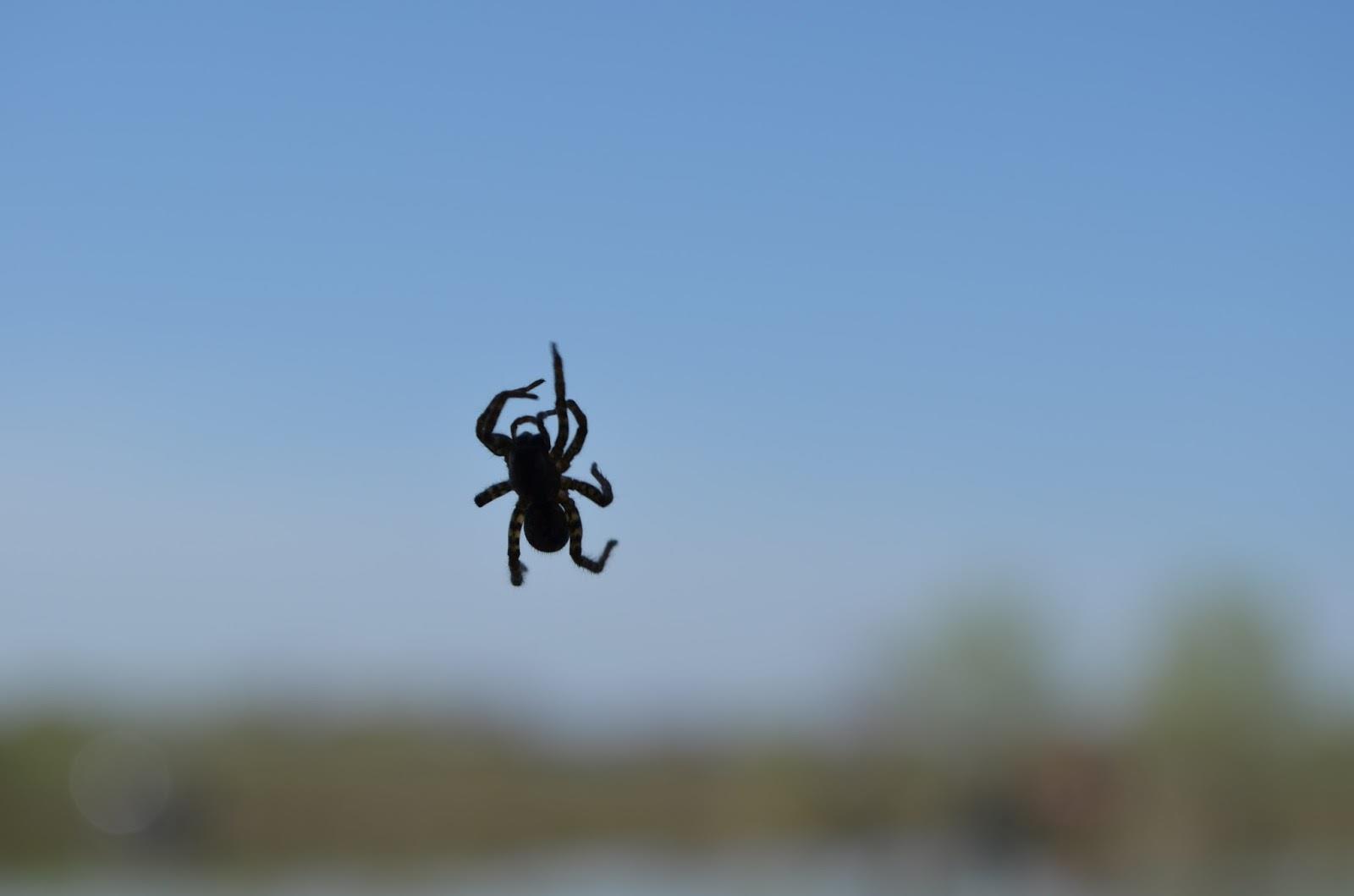 Teslui 2014 - part 1 - image11111111111111111.jpg